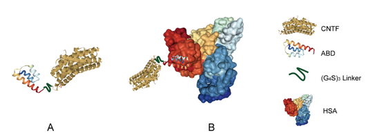 Development of thiol-specific PEGylation reagents aiming for elongating protein half-life based on catechol-derivatives 