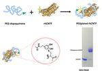Purification and characterization of a long-acting ciliary neurotrophic factor via genetically fused with an albumin-binding domain