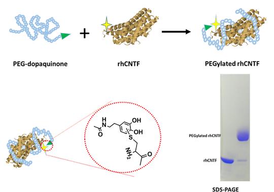 Purification and characterization of a long-acting ciliary neurotrophic factor via genetically fused with an albumin-binding domain