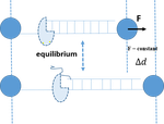 Quantifying how protein affects DNA melting within replisome under tension