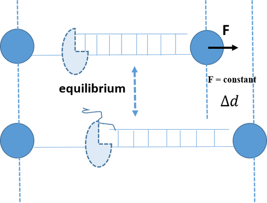 Quantifying how protein affects DNA melting within replisome under tension