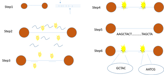 Single DNA molecule sequencing