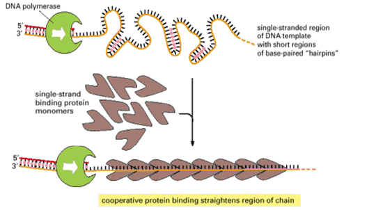 Watching DNAp removes SSB during replication