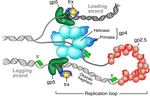 Single-Molecule Movies of the Interplay between DNA Polymerase and Single Strand DNA Binding (SSB) Protein